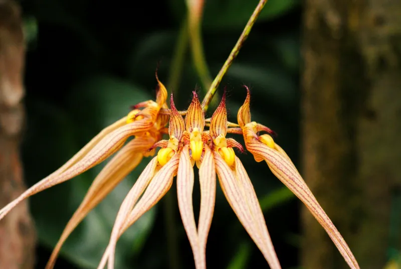 What the Glasshouse Teaches: Rarity, Patience, and the Irreducible Standards of Exceptional Companionship